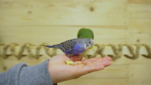 Two Blue and Green Budgerigars Sit on the Palm of Their Hands and Peck at Bird Food Pet Birds