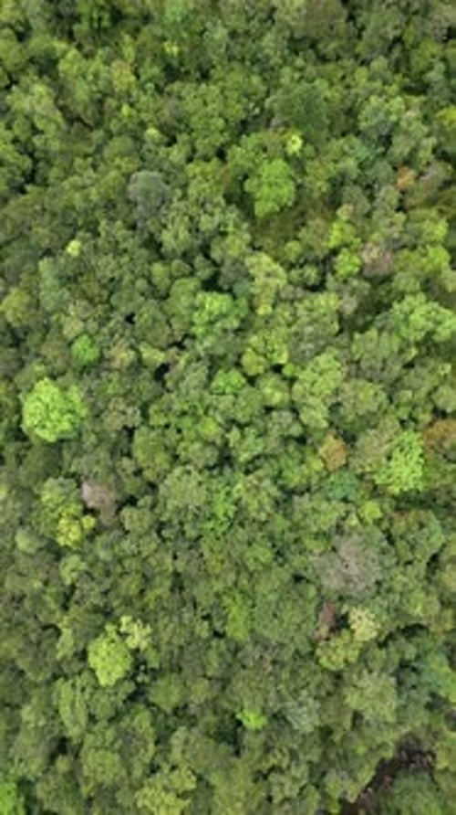 Top View of a Dense Tropical Rainforest in Thailand