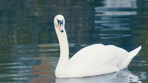 Elegant White Swan Floating Peacefully on Calm Water