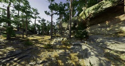 Serene Forest Setting with Rocky Terrain and Sunlight Filtering Through Trees