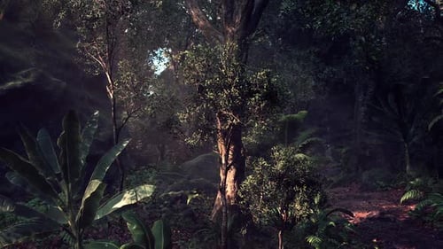 Lush Tropical Forest at Dawn with Sunlight Filtering Through the Trees