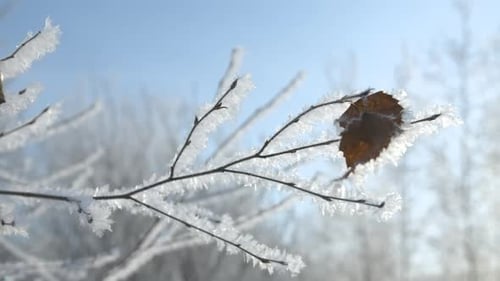 Close-up of frozen tree branch on background of sun
