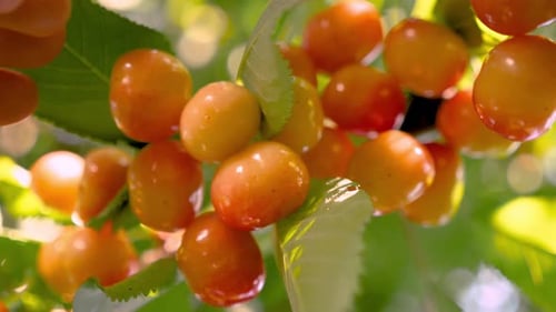 Ripe Sweet Cherry Picking Hand Closeup