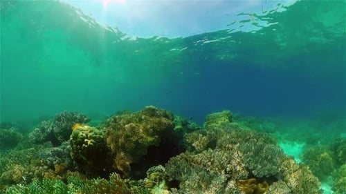 Coral Reef and Tropical Fish Philippines