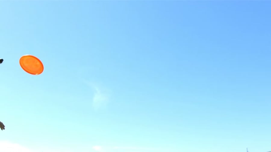 Cover for Dog jumps high and catches disc in slow motion on a sunny day at the park