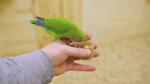 Curious Playful Bird Parrot Pet Sits on the Arm and Pecks at Bird Food Hand Drawn Colorful Bird Pet