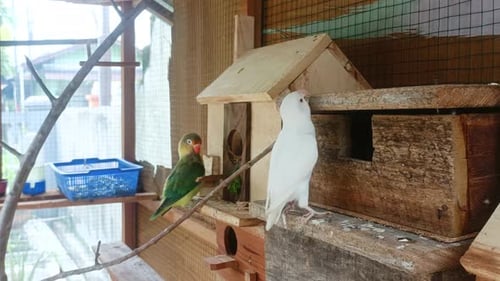 the birds are in the cage 4k
