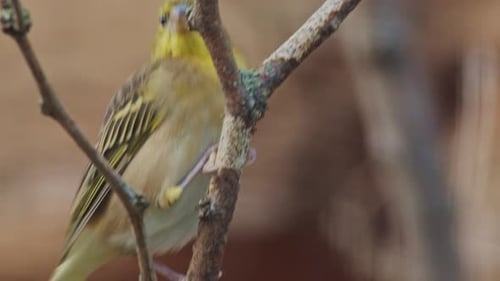 Vogel, Grünfink, Wildtier auf dem Ast