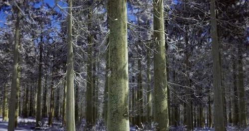 Winter Forest Landscape with Tall Trees and Frost in a Serene Setting