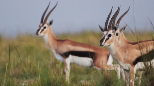 Gazelles Standing in Grassy African Savanna