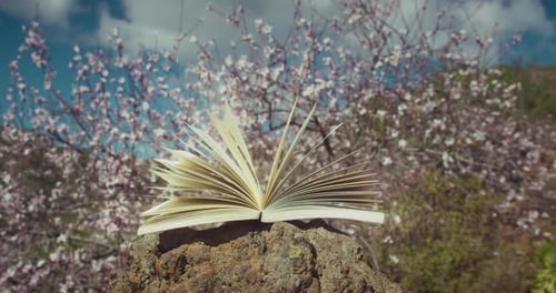 Open Book of Knowledge Glows with Magical Light in Spring Nature