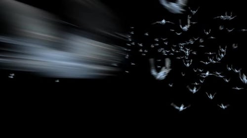 Realistic Flock of Birds Flying with Alpha Channel