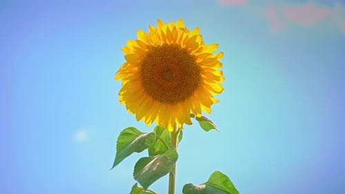 Sunflowers 4k