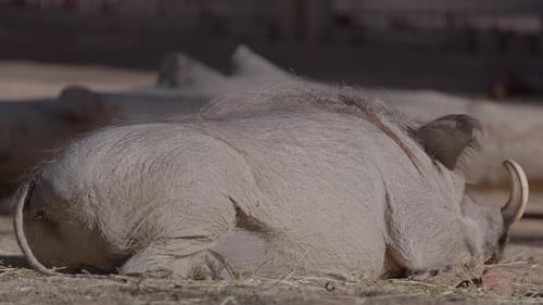 Warthogs in a Nature Reserve