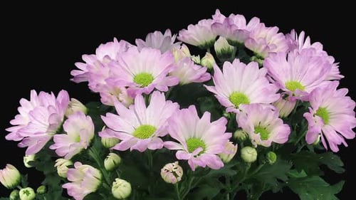 Light Purple Chrysanthemums Blooming in Time Lapse