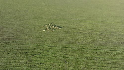 Aerial birdseye view at the group of European roe deer (Capreolus capreolus) running on the green ag