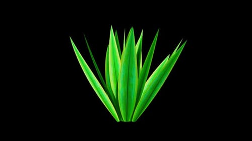 Leaves Bush Growing Alpha Channel