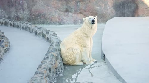 Weißfelliger Eisbär sitzt in einem kalten Raum im Zoo