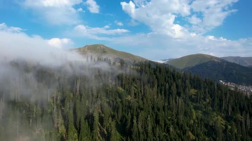 Entry Of Fog Into The Mountain Spruce Forest
