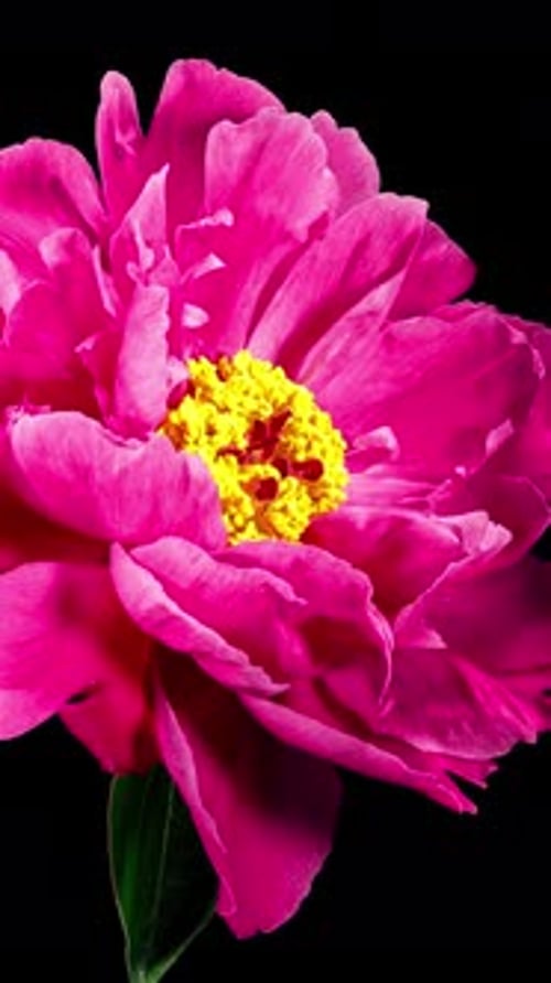 Red Peony Open Flower in Time Lapse on a Black Background. Wedding Concept. Side View on Pink Flower