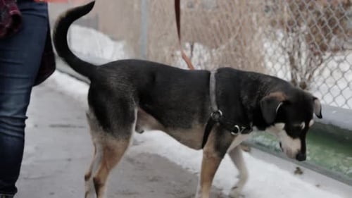 Dog on Leash Walking in Cold Urban Setting