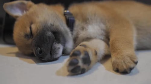 Puppy Sleeping Peacefully on Floor Indoors