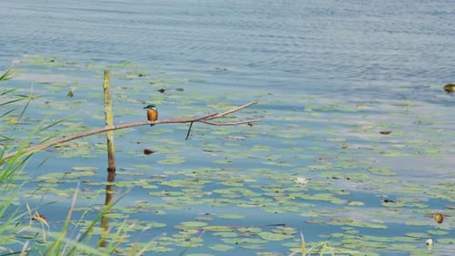 Vue de face d'un martin-pêcheur célibataire perché sur une branche au-dessus d'un étang idyllique en Frise, aux Pays-Bas