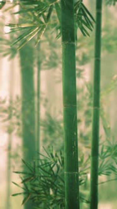 Bamboo Tree Amongst Forest Trees Vertical