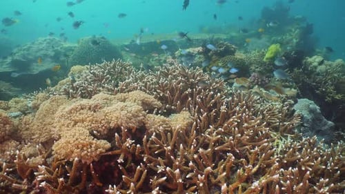 Coral Reef and Tropical Fish