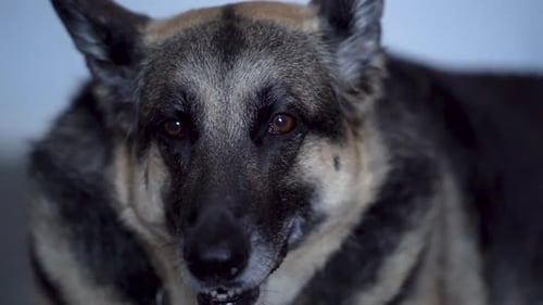 Close Up of a German Shepherds Face and She Relaxes Indoors and is Panting to Catch her Breath