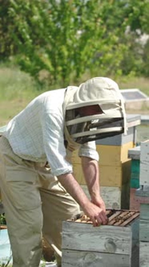 Beekeeper Inspecting Honeycomb Frames in Rural Setting