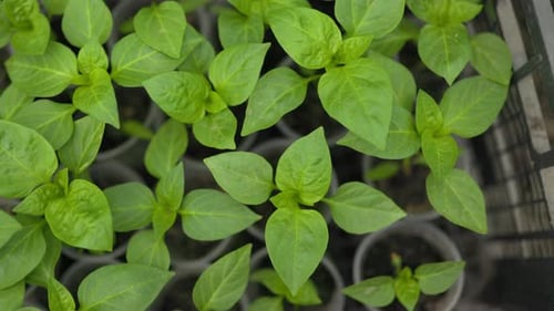 PEPPER SEEDLINGS Owing Success Seedlings and Vegetables Take Root in the Garden