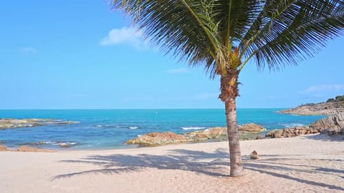 Praia tropical rochosa durante o dia em um dia ensolarado com uma palmeira em primeiro plano