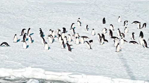 Colonia de pingüinos de Adelie