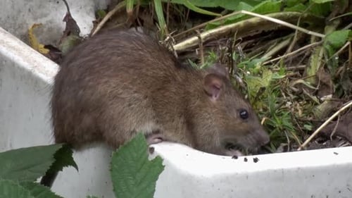 Closeup of a Brown Rat, Rattus norvegicus , foraging beneath a bird feeder. Autumn. UK