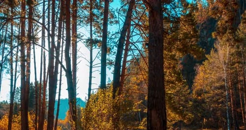 Mountain Evergreen Pine Tree Forest Timelapse at the Summer or Autumn Time Wild Nature Clear Water