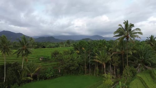 Beautiful morning view indonesia Panorama Landscape paddy fields with beauty color and sky natural