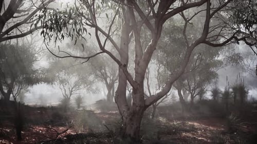 A Misty Forest with Dense Foliage and Towering Trees