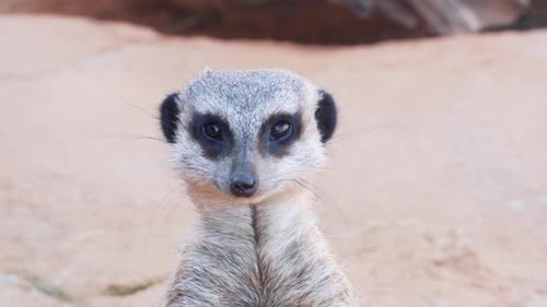 Nahaufnahme von Erdmännchen, das sich in einem Zoo umschaut - hoher Winkel