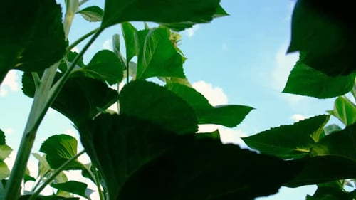 Young Sunflower Growing on the Field Selective Focus