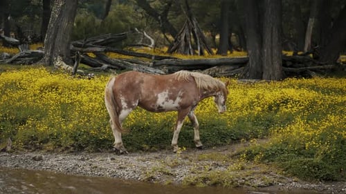Wild Horse In Wilderness With Yellow Wildflowers In Patagonia, Argentina. wide, slow motion