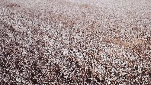 Mature Cotton field - Low aerial pass footage