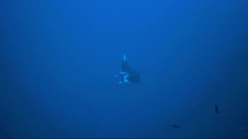 Majestic Manta Ray Swimming Gracefully in Blue Ocean