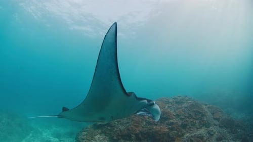 Graceful Manta Ray Gliding Through Ocean Waters