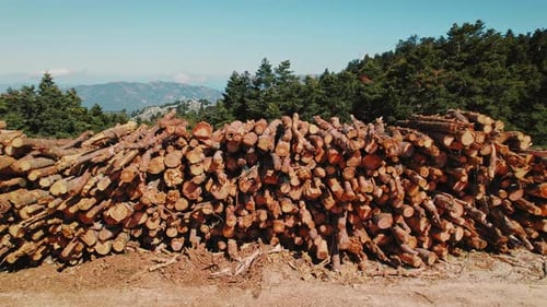 Grand tas de rondins fraîchement coupés empilés dans une clairière par une journée ensoleillée