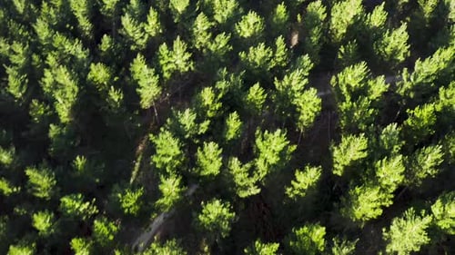 Outdoor mountain bik dirt track through dense evergreen forest, sunset