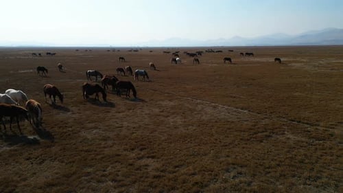 Wild horses grazing in the field