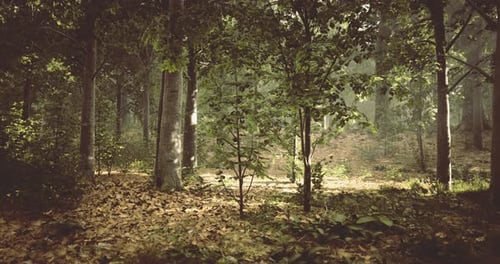 Lush Forest Landscape with Sunlight Filtering Through the Trees