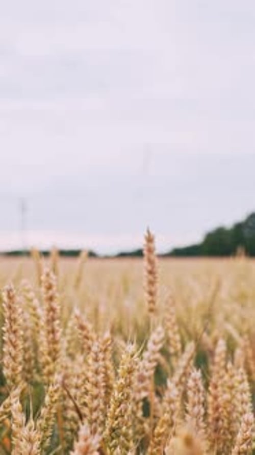 Vertical shallow focus shot of golden wheat in the field