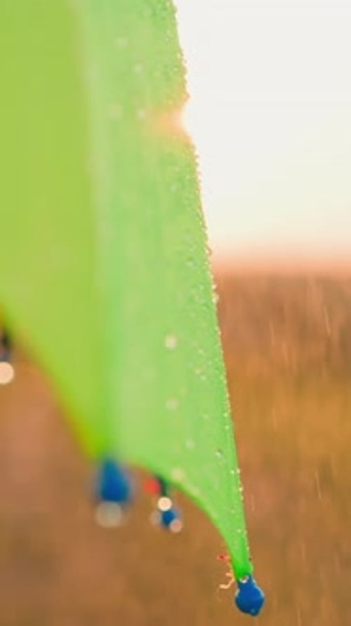 Leaf Covered in Raindrops During Sunset